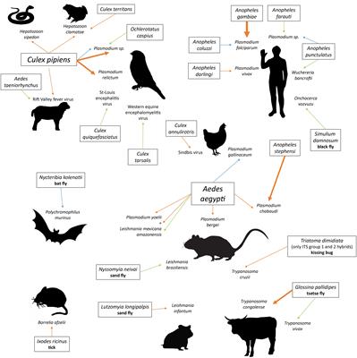 Enhanced Attraction of Arthropod Vectors to Infected Vertebrates: A Review of Empirical Evidence